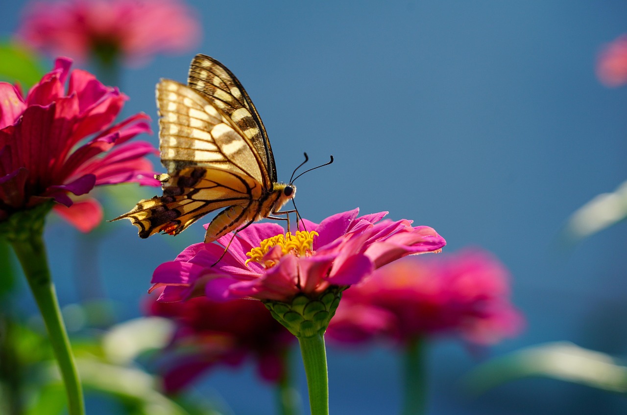 butterfly, flower, pollinate, pollination, insect, winged insect, butterfly wings, bloom, blossom, beautiful flowers, flower background, flora, fauna, nature, close up, tiger butterfly, flower wallpaper, plant